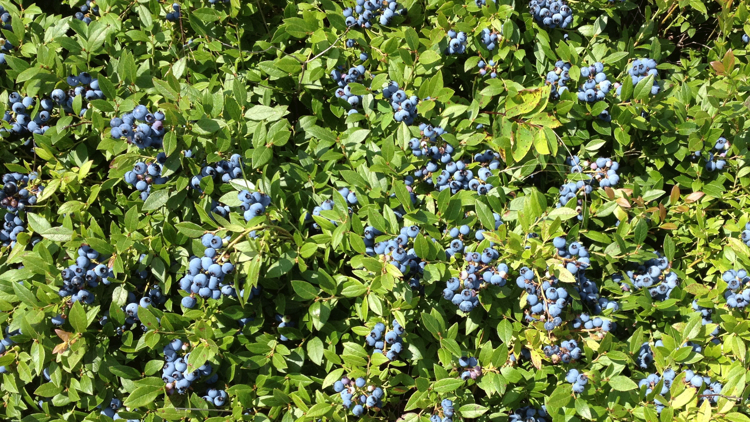 Wild Maine blueberries