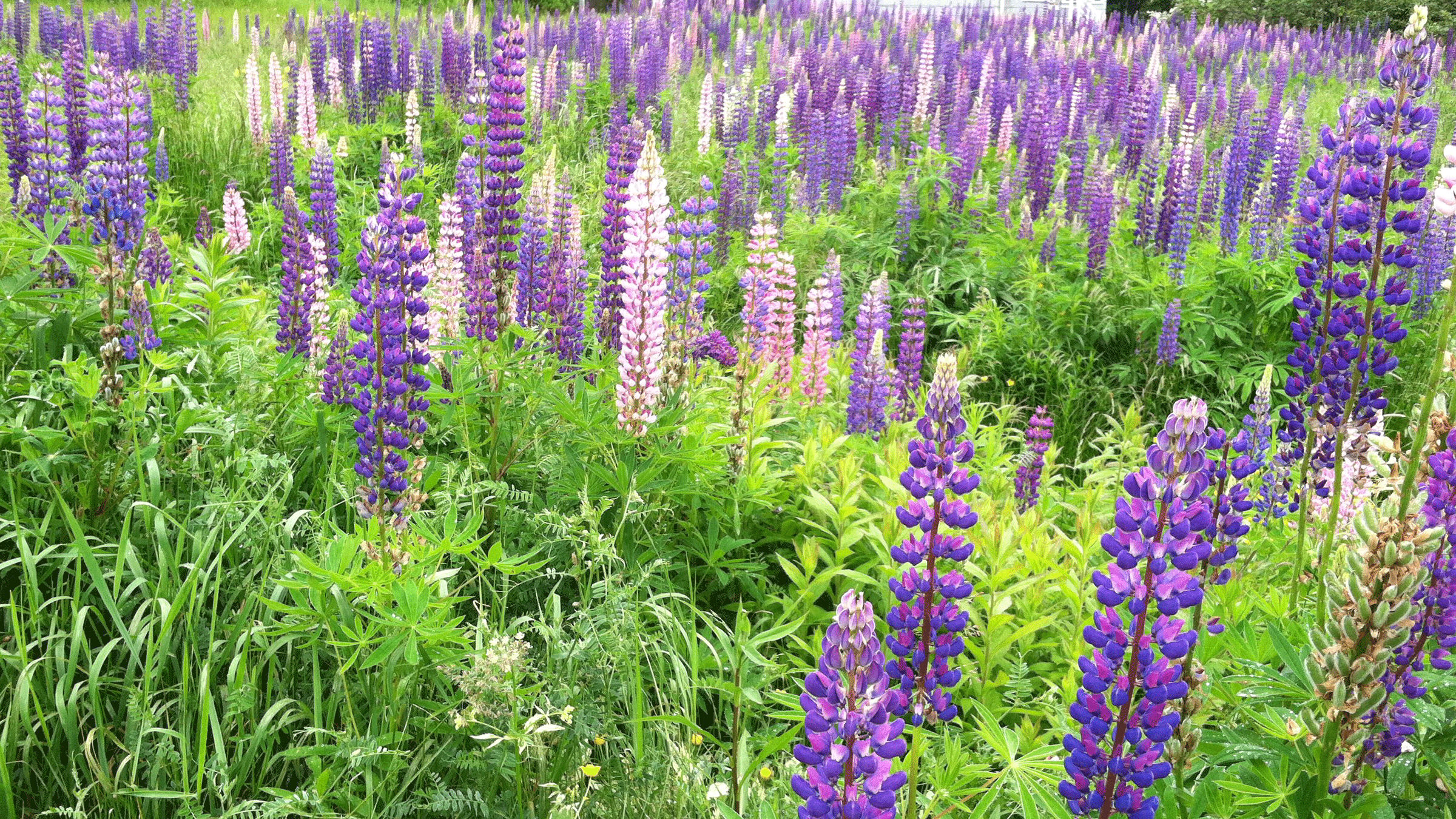 Maine lupines in bloom