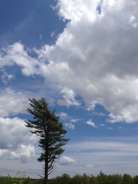 A wind-flagged pine tree near the Mason Bay Wind site — natural evidence of the area's strong and consistent wind resource